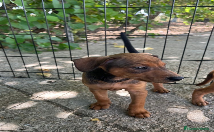 Pinscher Miniatura perros - Anuncio 2