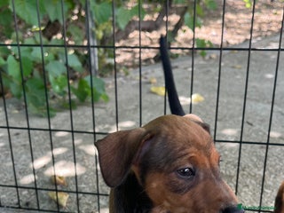 Pinscher Miniatura perros - Anuncio 25