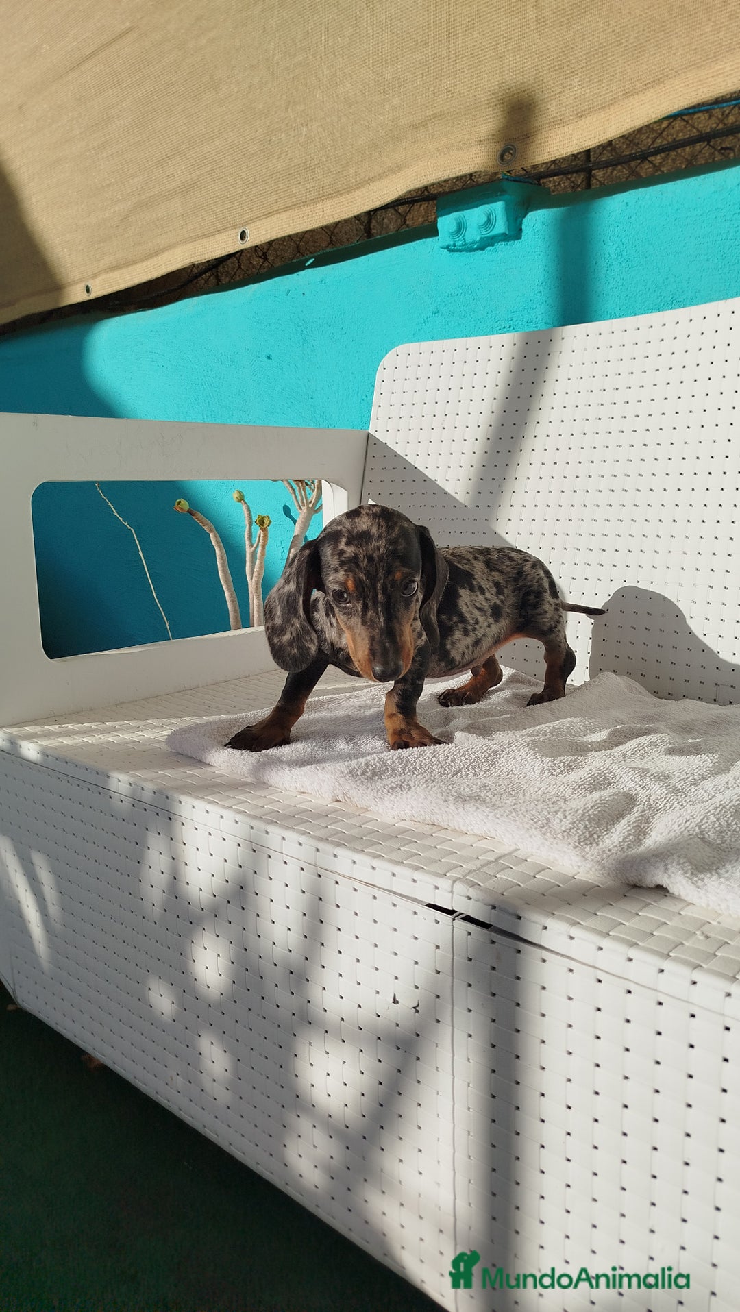 Teckel Miniatura perros en venta: Teckel mini  - Imagen 5