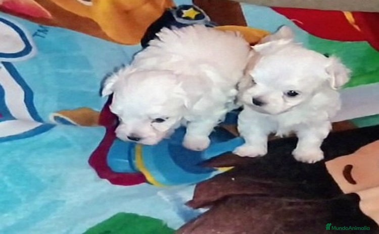 Bichón Maltés perros - Anuncio 3