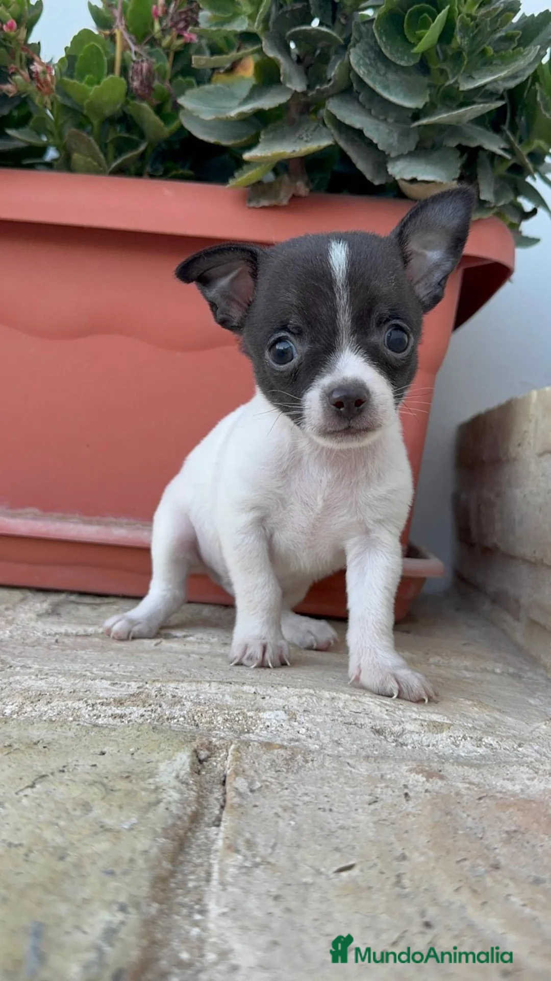 Chihuahua perros en venta: PRECIOSO CHIHUAHUA MACHO BICOLOR - Anuncio 14