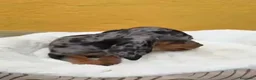 Teckel Miniatura perros en venta: Teckel - Anuncio 7