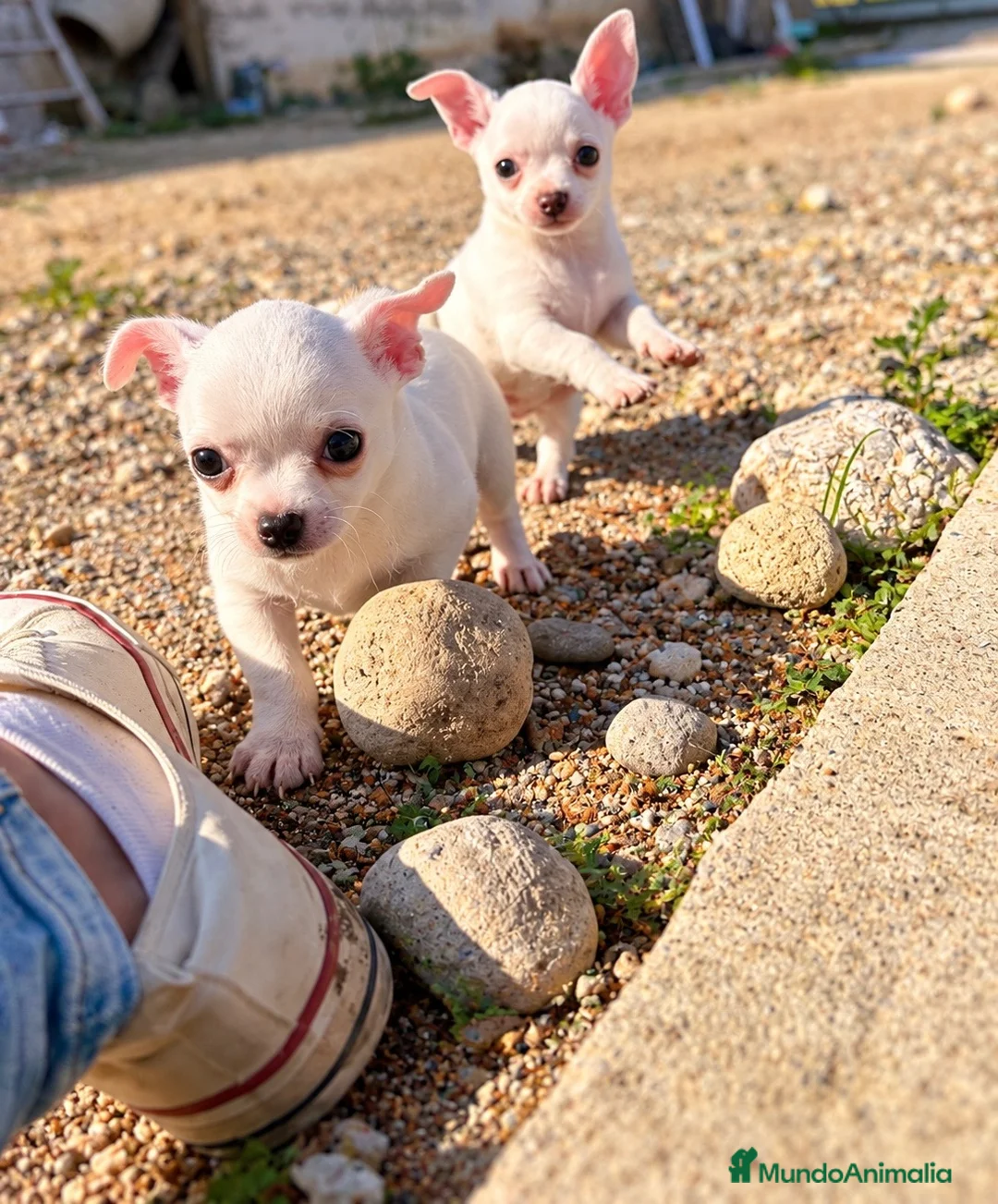 Chihuahua perros en venta: Chihuahuas blancos - Anuncio 2