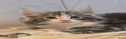 Bosque de Noruega gatos en venta: Bosque de Noruega gatitos disponibles. - Anuncio 1
