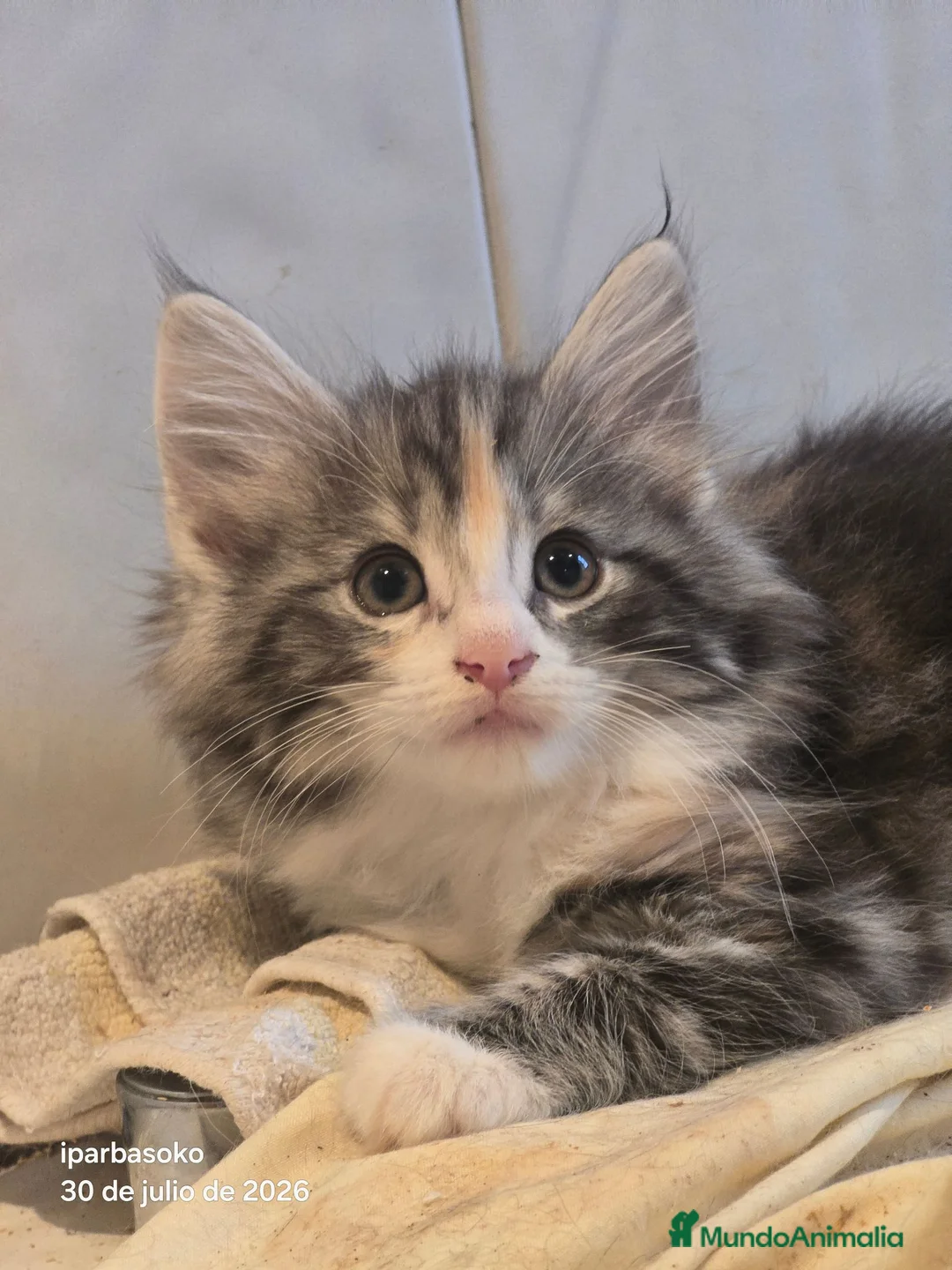 Bosque de Noruega gatos en venta: Bosque de Noruega gatitos disponibles. - Anuncio 1