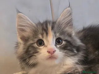 Bosque de Noruega gatos Bosque de Noruega gatitos disponibles. - Anuncio 1