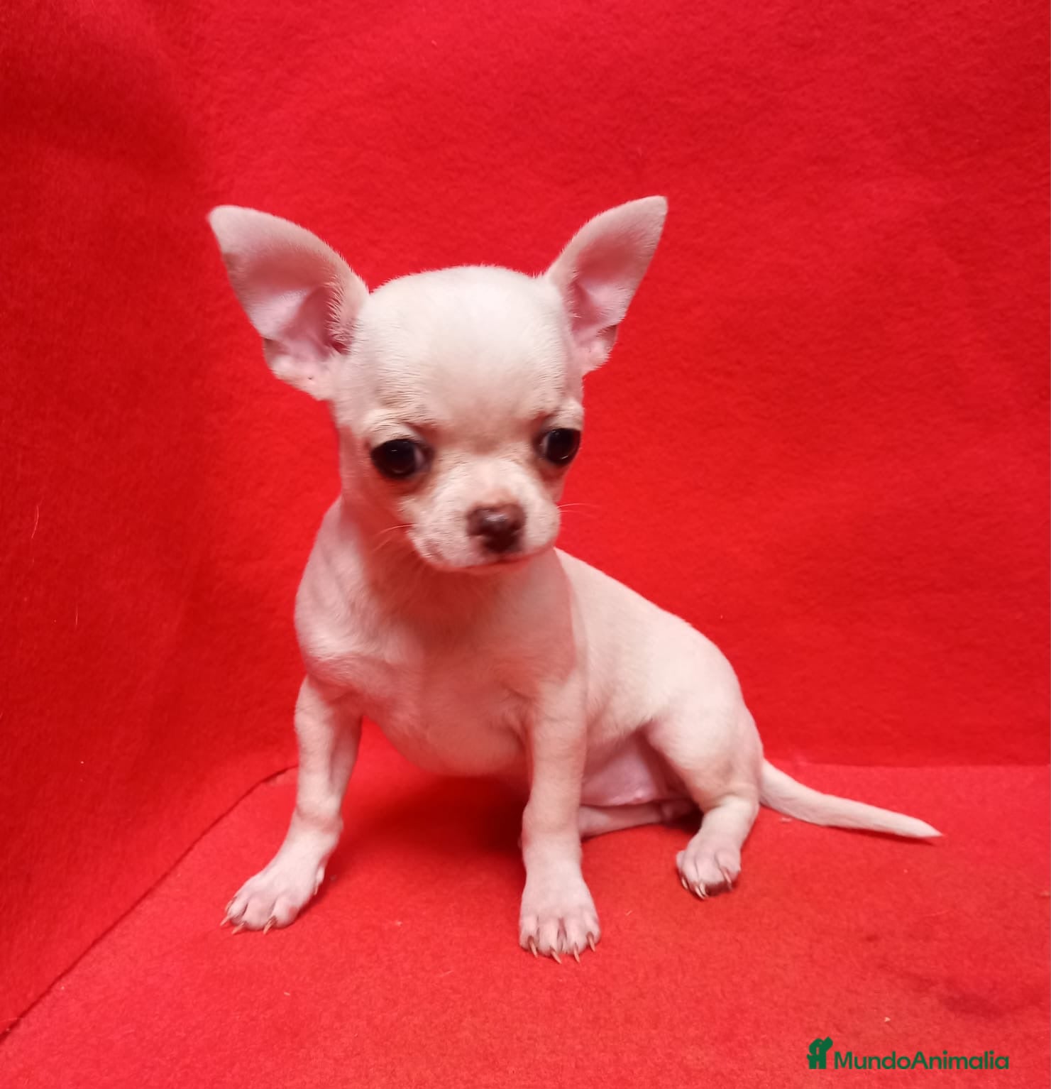 Chihuahua perros Chihuahua varios colores  - Anuncio 2