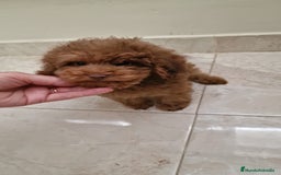 Caniche Toy perros en venta: Caniche Toy - Imagen 4