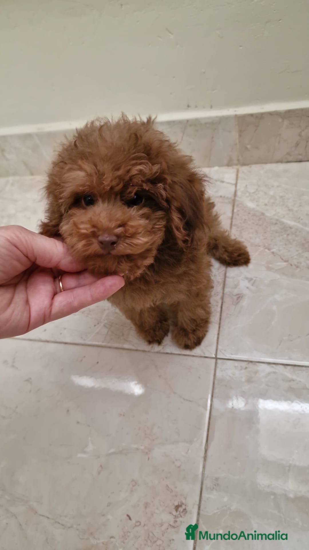Caniche Toy perros en venta: Caniche Toy - Imagen 4