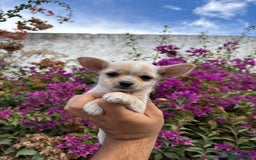Chihuahua perros en venta: Chihuahuas Toy - Imagen 3