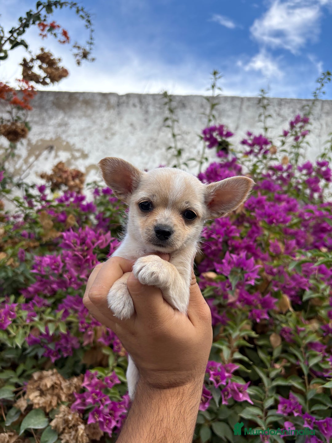 Chihuahua perros en venta: Chihuahuas Toy - Imagen 3