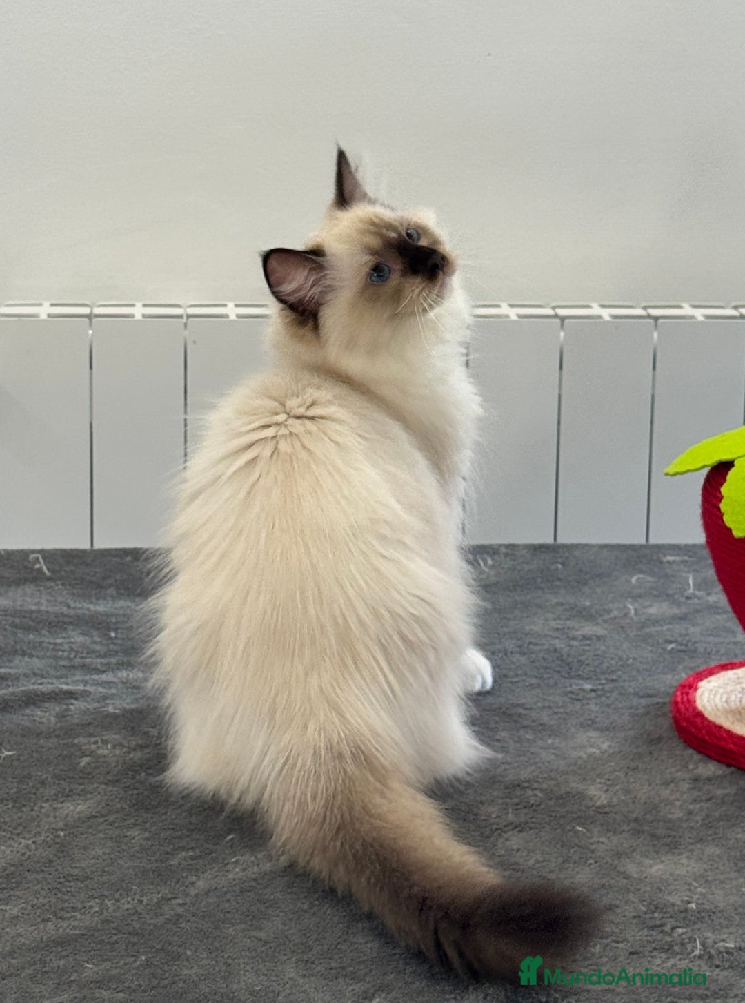 Ragdoll gatos en venta: Camada Ragdoll - Imagen 27