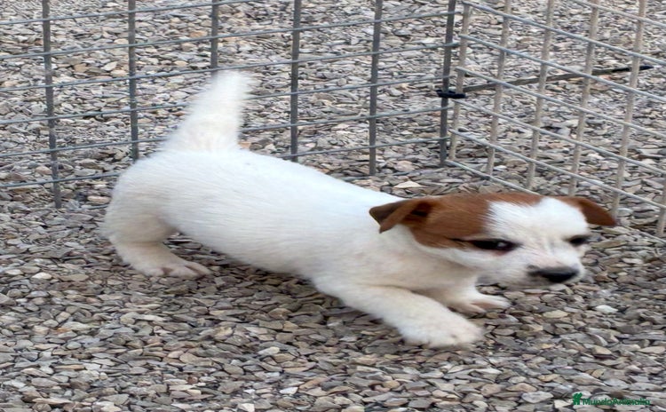 Jack Russell Terrier perros - Anuncio 2