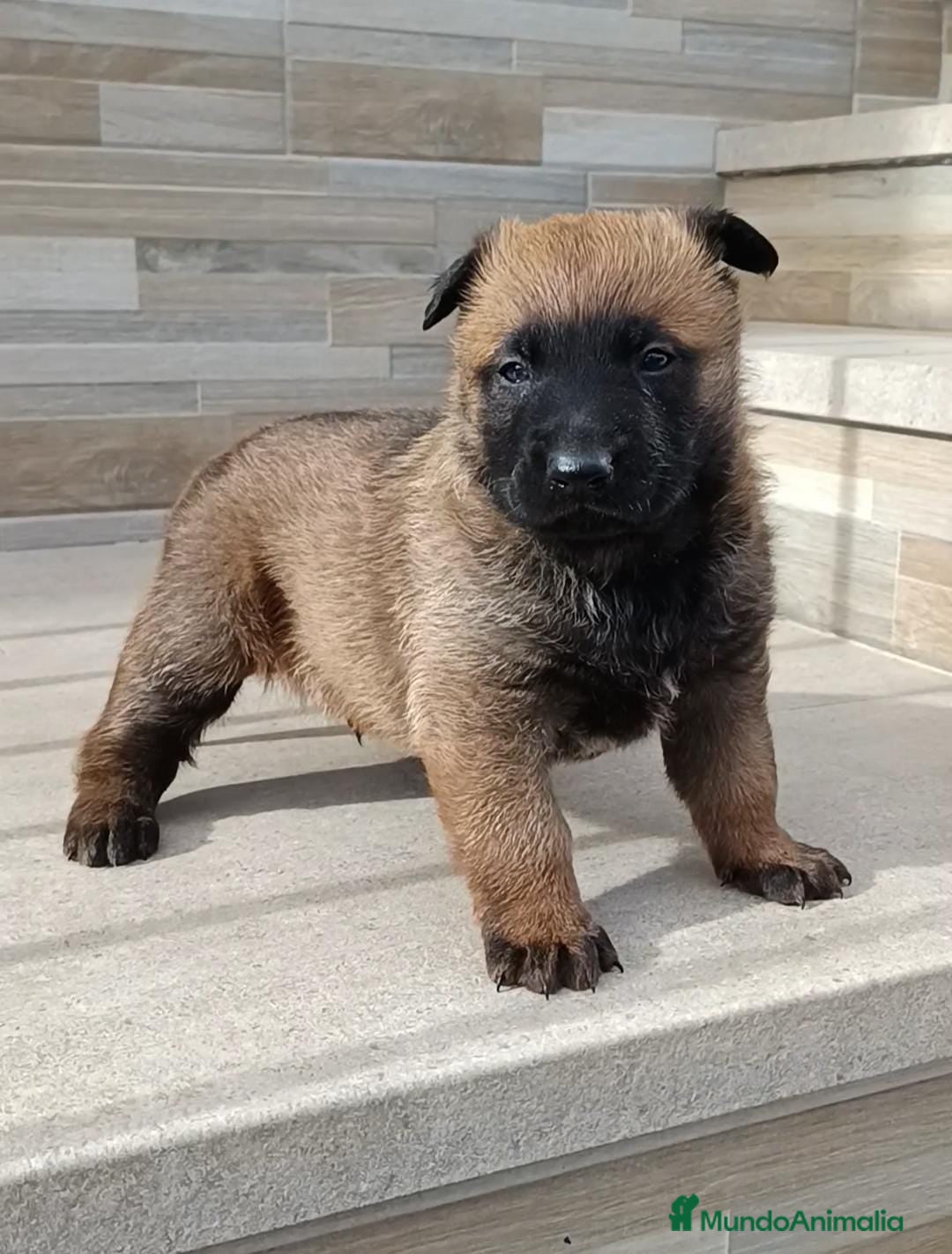 Pastor Belga Malinois perros Pastor Belga malinois  - Anuncio 2