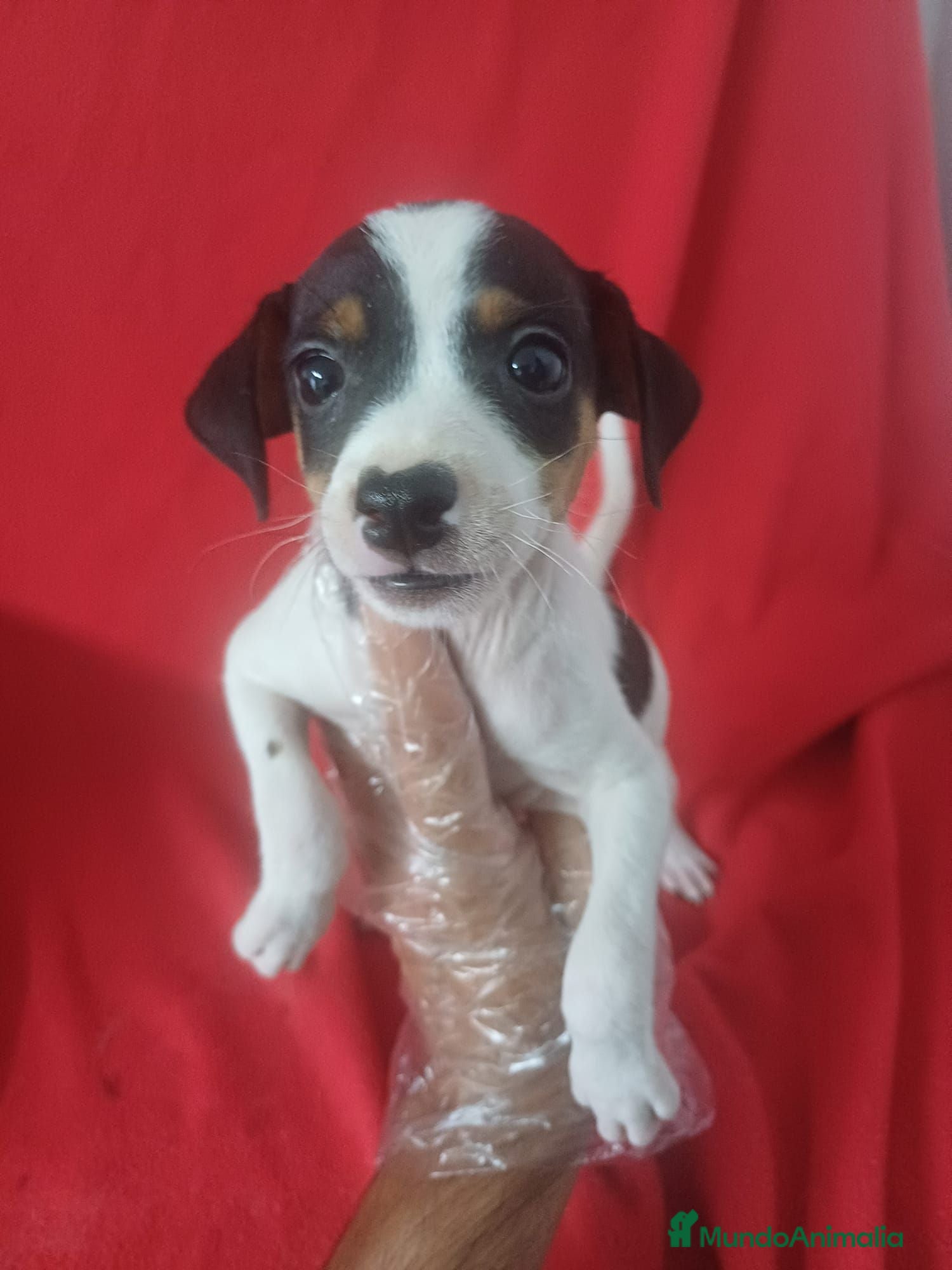 Ratonero Bodeguero Andaluz perros Bodeguero Andaluz  - Anuncio 1
