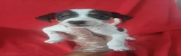 Ratonero Bodeguero Andaluz perros en venta: Bodeguero Andaluz  - Anuncio 1