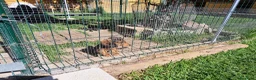 Teckel Miniatura perros en venta: Teckel miniatura de pelo largo  - Anuncio 9