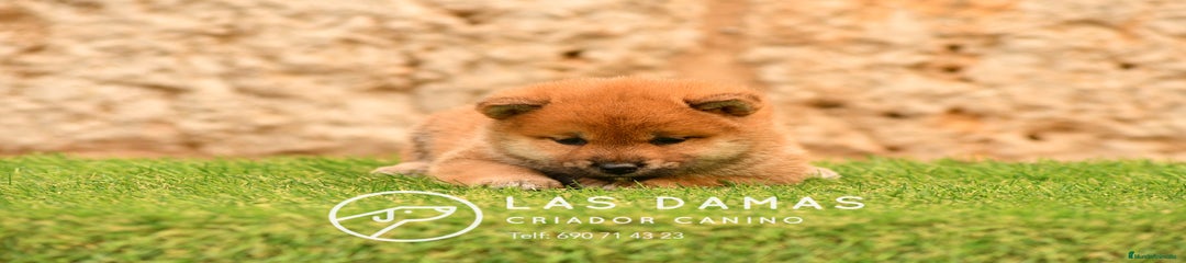 Shiba Inu Hembra 2
