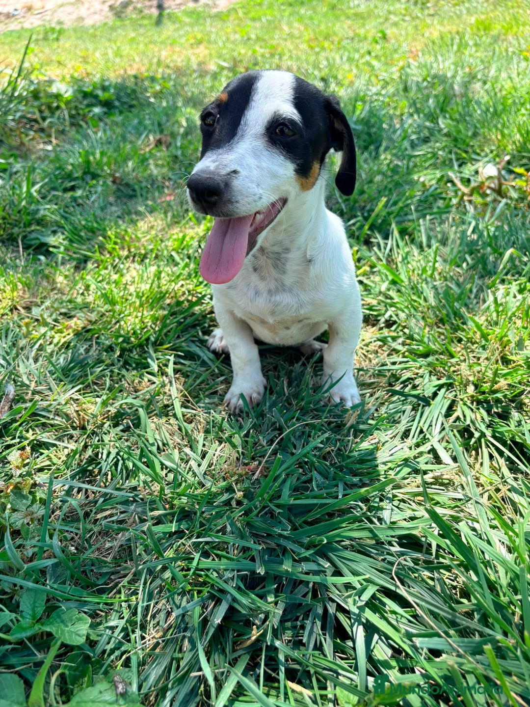 Jack Russell Terrier perros en venta: Jack Russell Terrier  - Anuncio 2