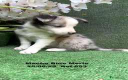 Border Collie perros en venta: BORDER COLLIE DE VILLA BIZNAGA - Imagen 28
