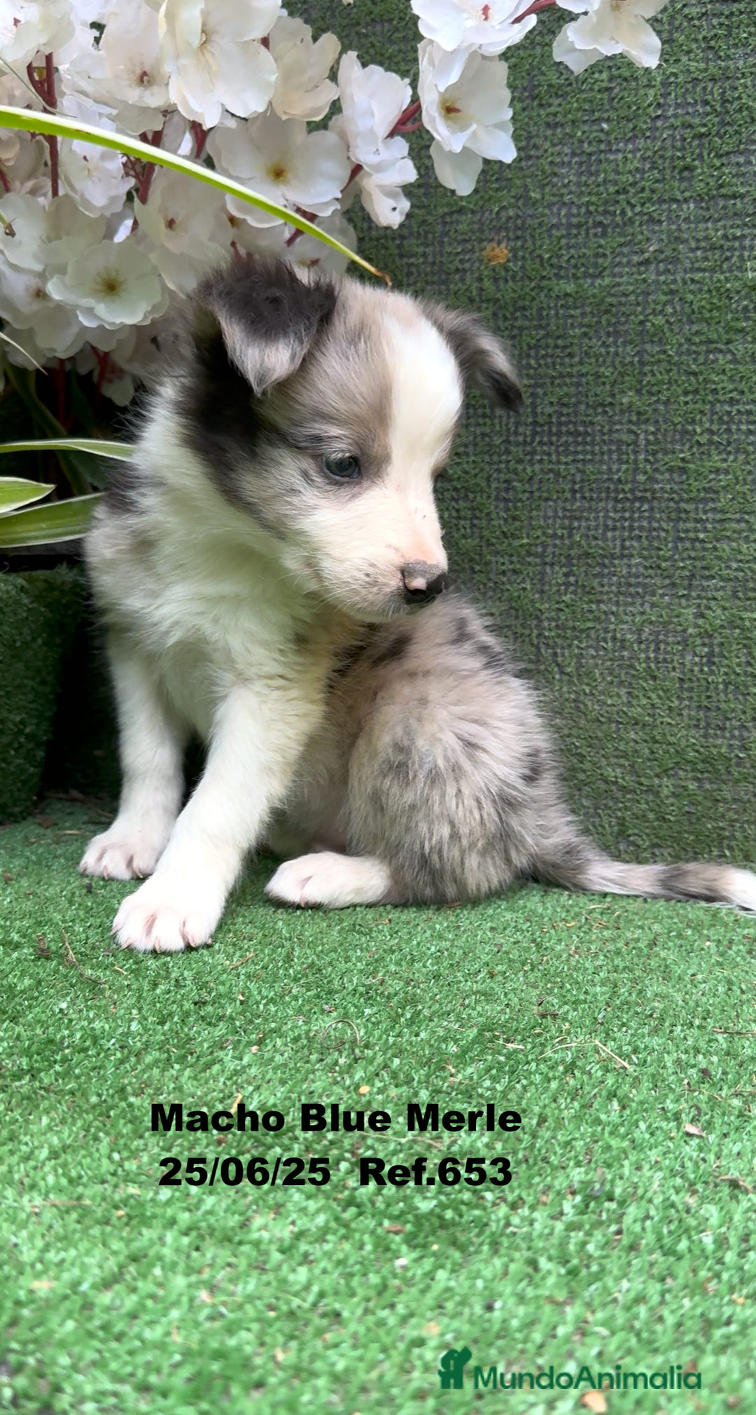 Border Collie perros en venta: BORDER COLLIE DE VILLA BIZNAGA - Imagen 28