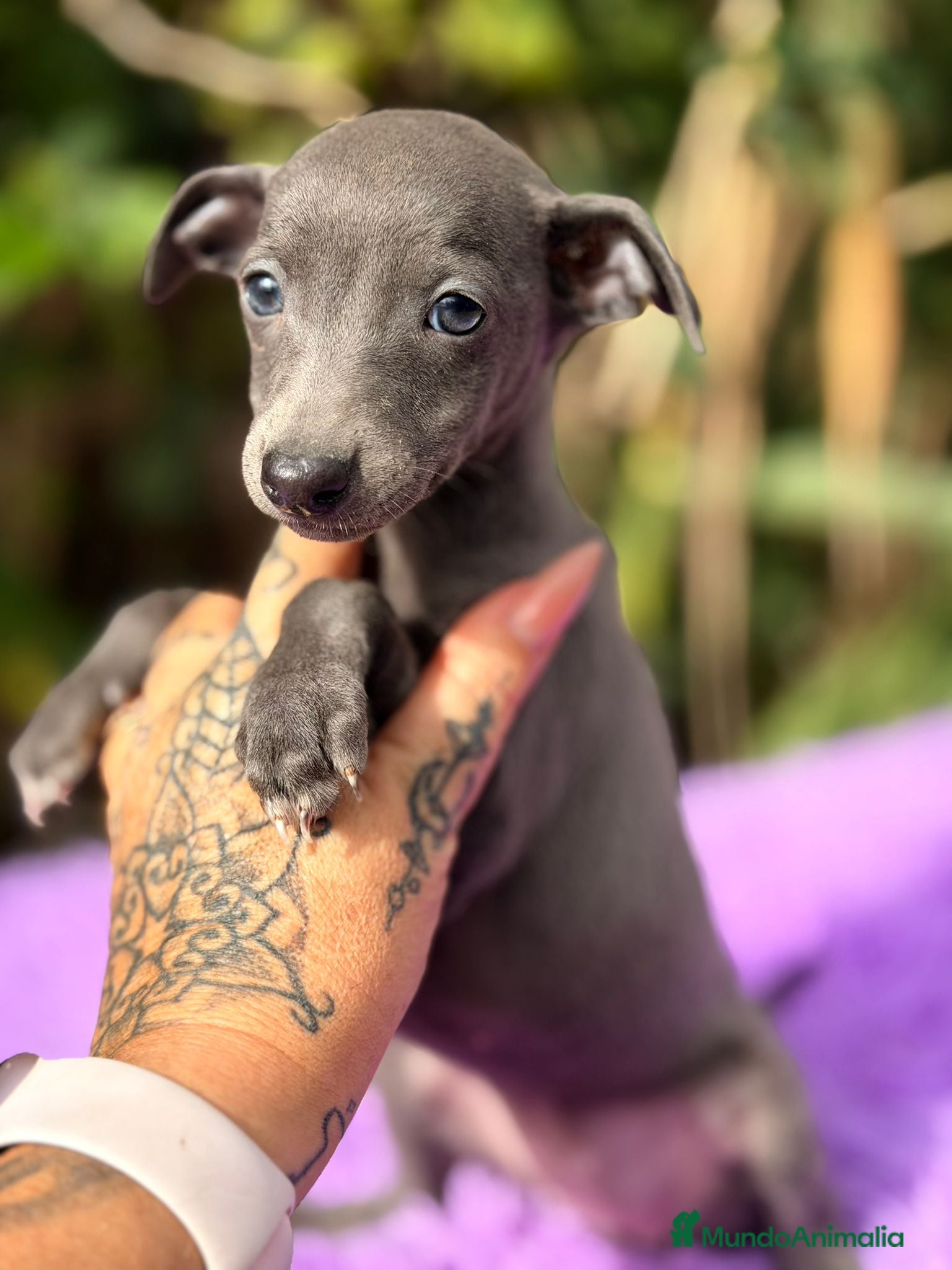 Pequeño Lebrel Italiano perros Piccolo italiano blue - Anuncio 29