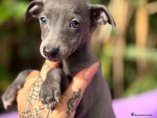 Pequeño Lebrel Italiano perros Piccolo italiano blue - Anuncio 5