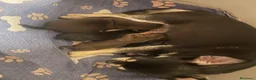 Chihuahua perros en venta: Cachorros de chihuahua - Anuncio 1