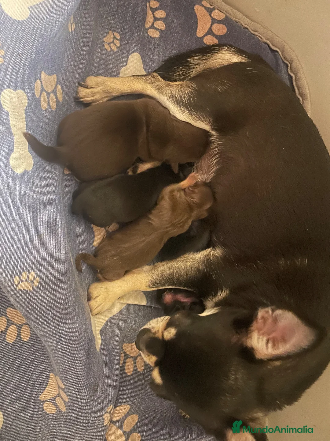 Chihuahua perros en venta: Cachorros de chihuahua - Anuncio 1