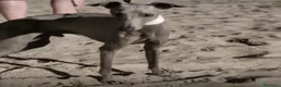 Galgo Español perros en venta: Galgo Isabelino - Anuncio 6