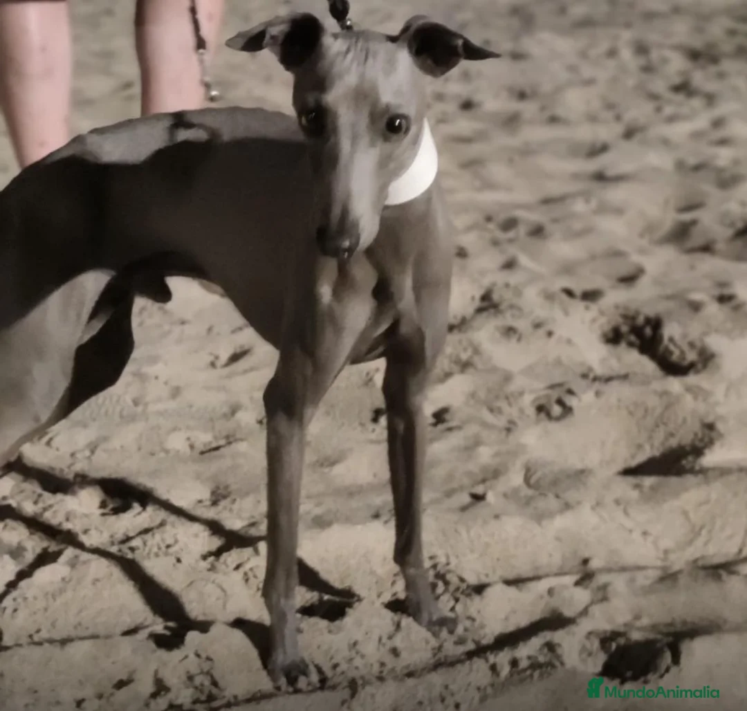 Galgo Español perros en venta: Galgo Isabelino - Anuncio 6