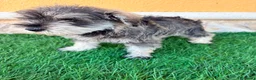 Schnauzer Miniatura perros en venta: Schnauzer miniatura sal y pimienta  - Anuncio 3