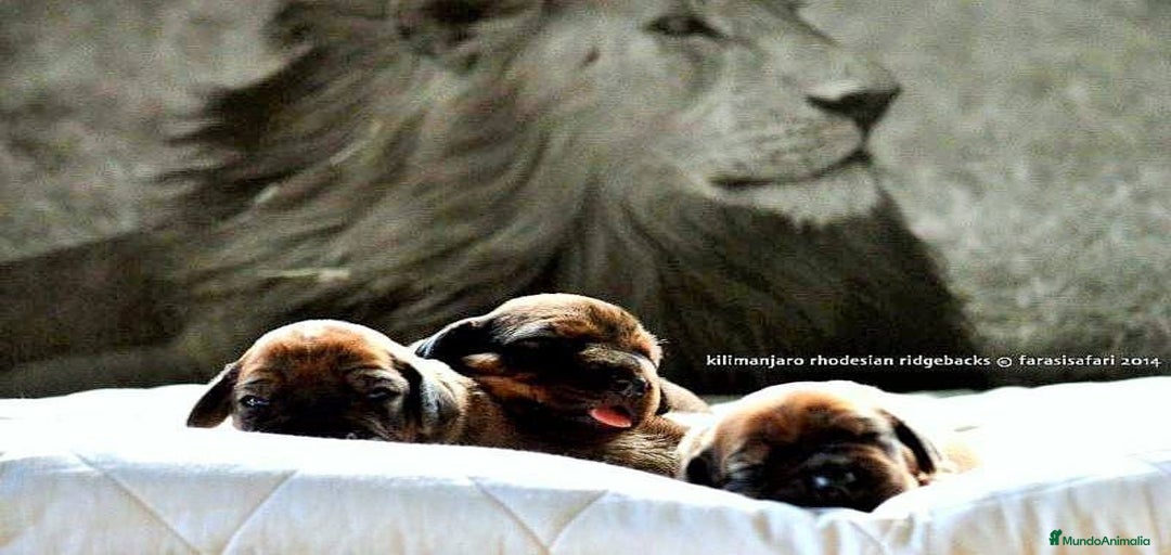 Imagen de galería {{count}}