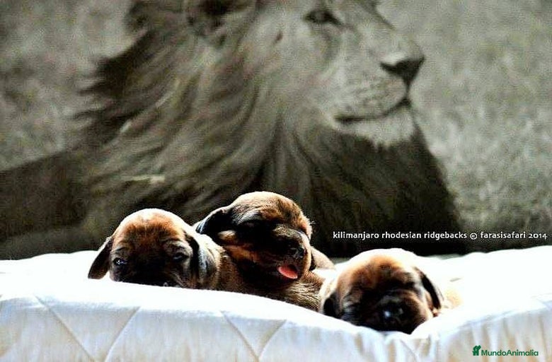 Imagen de galería {{count}}