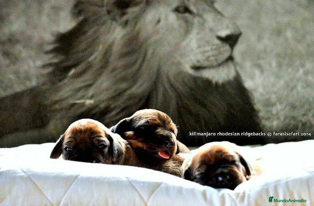 Imagen de galería {{count}}