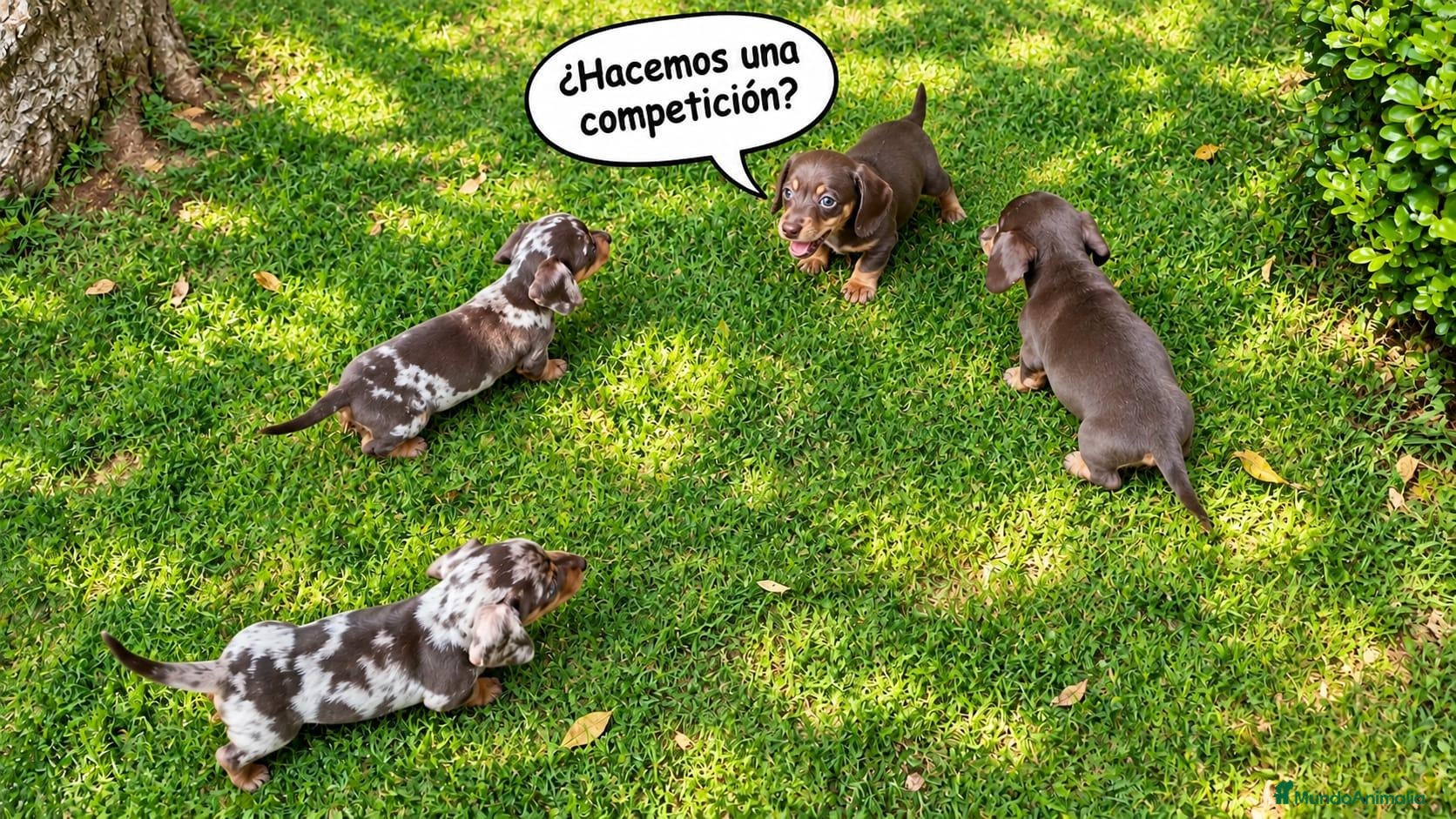 Teckel Miniatura perros Teckel miniatura  - Anuncio 1