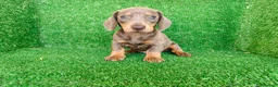 Teckel Miniatura perros en venta: Teckel miniatura  - Anuncio 9