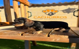 Teckel perros en venta: Teckel pelo duro - Imagen 1