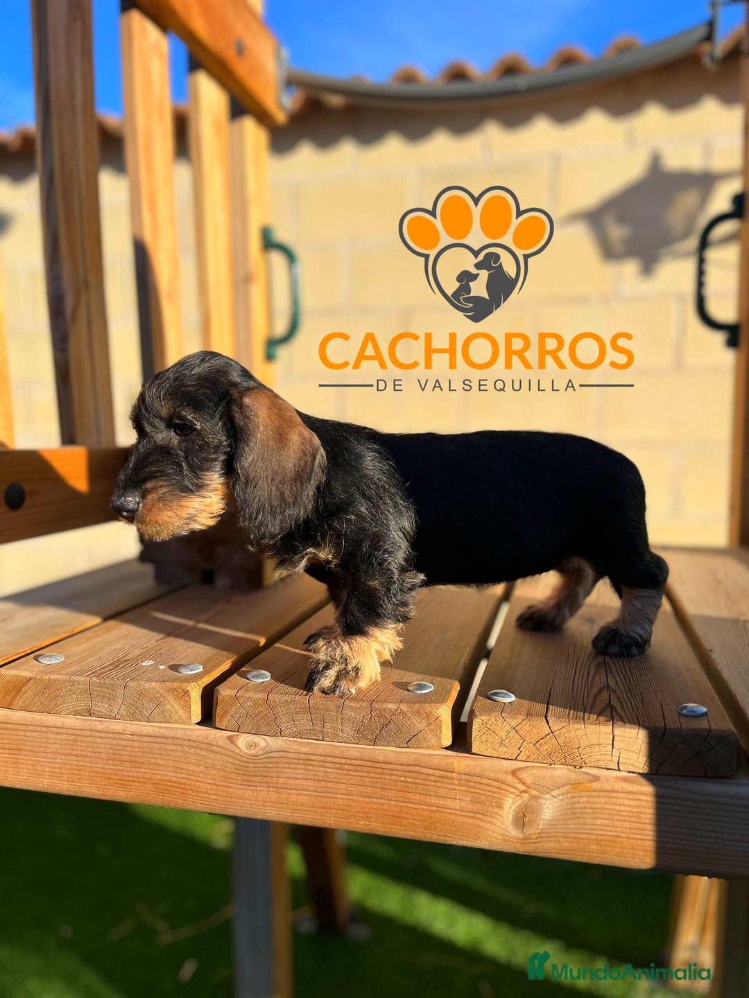 Teckel perros en venta: Teckel pelo duro - Imagen 1