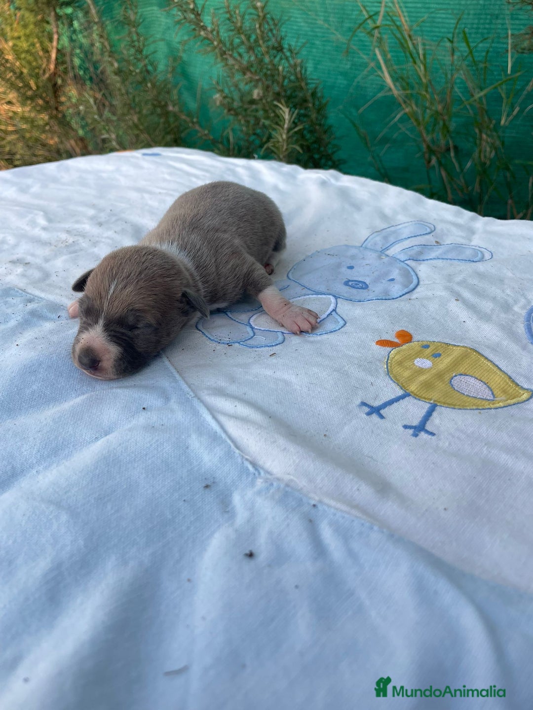 Whippet perros en venta: Nueva camada WHIPPET BLUE - Anuncio 8