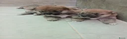 Shiba Inu perros en venta: SHIBA INU - Anuncio 3