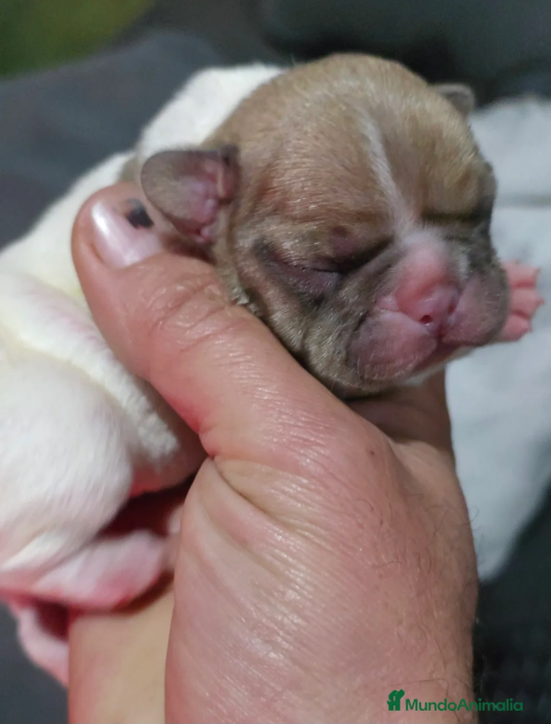 Bulldog Francés perros en venta: Bulldog francés morfología top - Anuncio 2