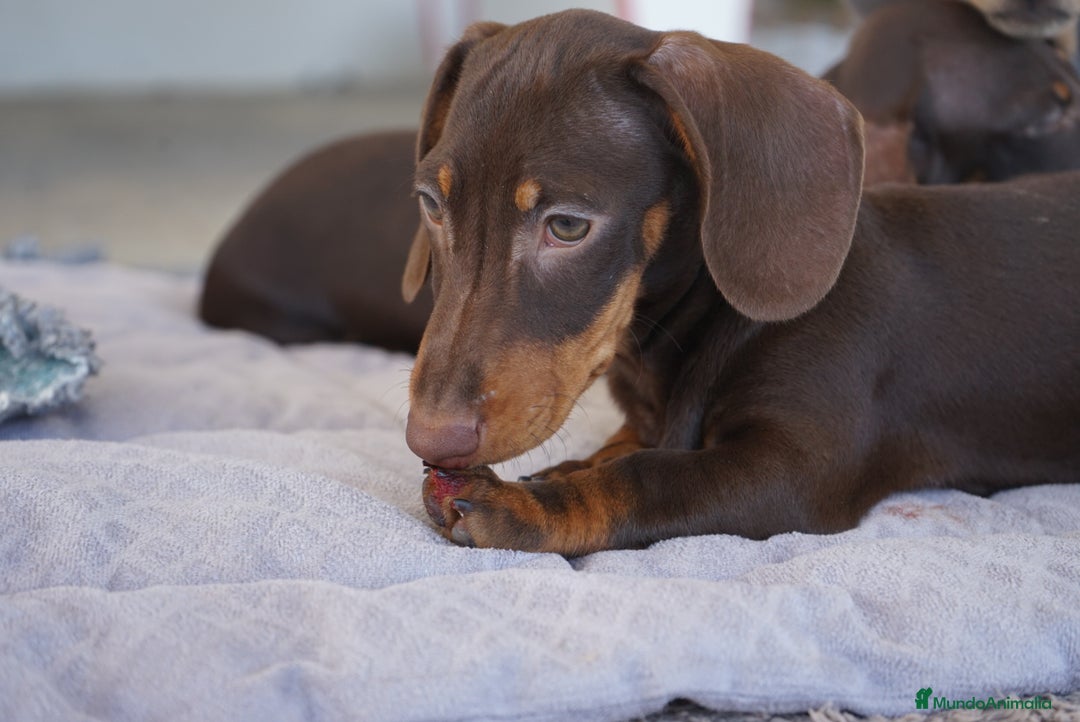 Teckel Miniatura perros en venta: 🍁 Cacao y Bongo – Teckel miniatura rojo fuego 🐾 - Imagen 5