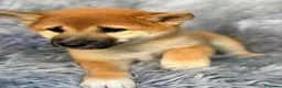 Shiba Inu perros en venta: Macho Shiba inu - Anuncio 5