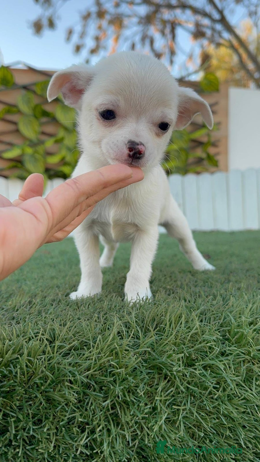 Chihuahua perros en venta: CHIHUAHUA MACHO - Anuncio 9