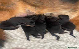 Pastor Alemán perros en venta: Espectacular cachorro de pastor alemán  - Imagen 5