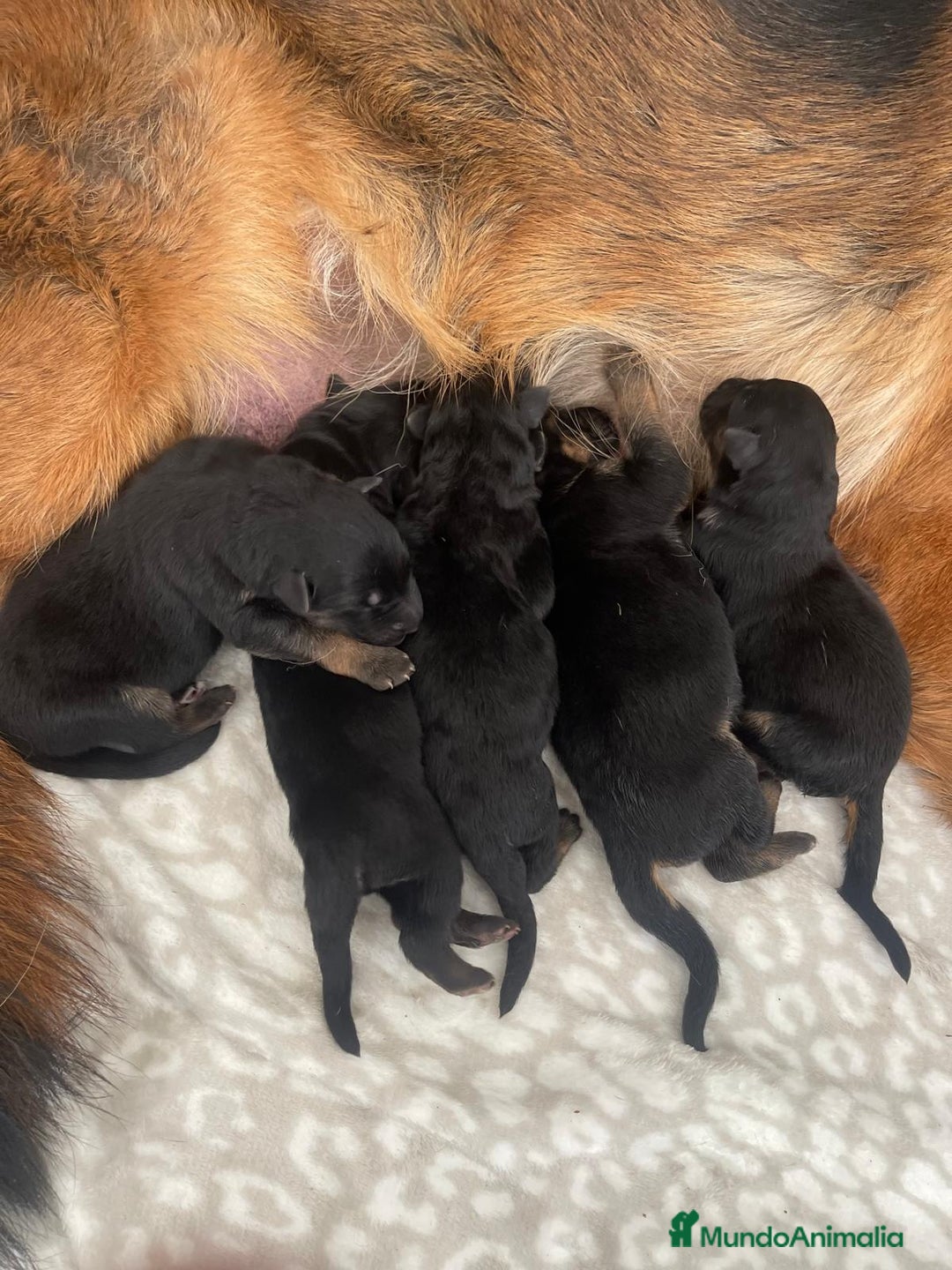 Pastor Alemán perros en venta: Espectacular cachorro de pastor alemán  - Imagen 5