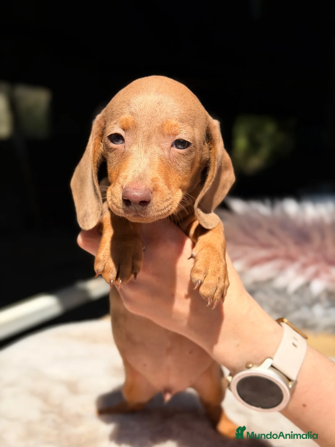 Teckel Miniatura perros en venta: Teckel Arlequin rojo  - Anuncio 2