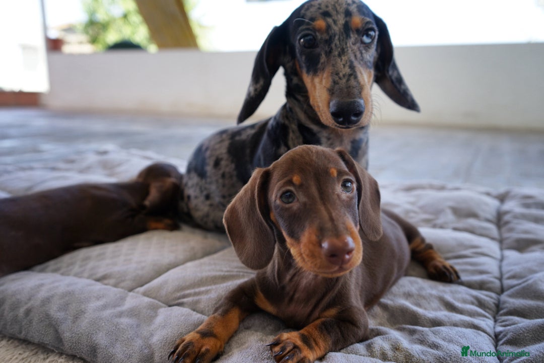 Teckel Miniatura perros en venta: 🐕 Gregorio, 🍫 Bongo y 🍩 Cacao – Teckel únicos - Imagen 10