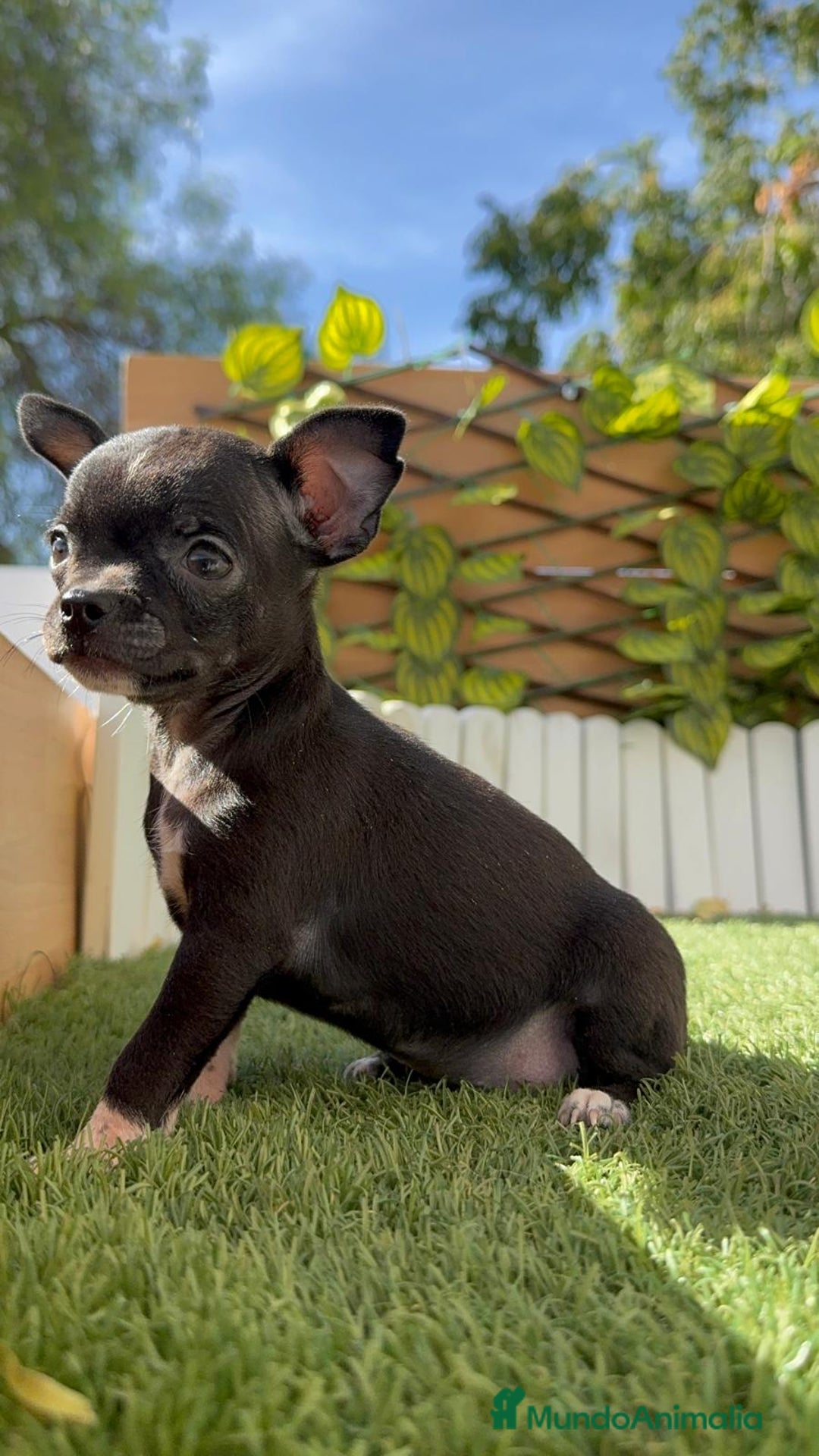 Chihuahua perros en venta: CHIHUAHUA HEMBRA - Imagen 14